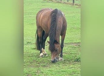 Belgische Rijpony, Merrie, 12 Jaar, 116 cm