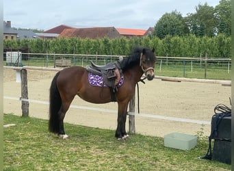 Belgische Rijpony, Merrie, 12 Jaar, 116 cm