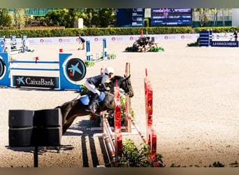 Belgische Rijpony, Merrie, 12 Jaar, 130 cm, Donkerbruin