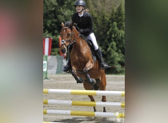 Belgische Rijpony, Merrie, 12 Jaar, 143 cm, Brauner