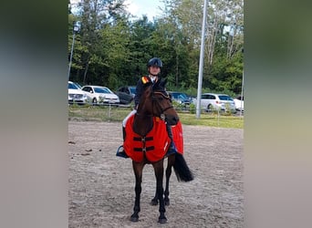 Belgische Rijpony, Merrie, 12 Jaar, 148 cm, Donkerbruin