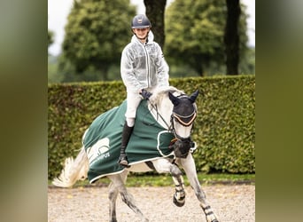 Belgische Rijpony, Merrie, 13 Jaar, 147 cm, Schimmel