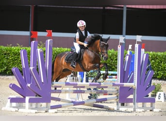 Belgische Rijpony, Merrie, 14 Jaar, 138 cm, Donkerbruin