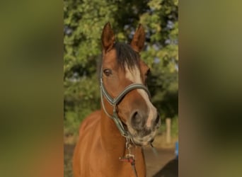 Belgische Rijpony, Merrie, 17 Jaar, 148 cm, Bruin