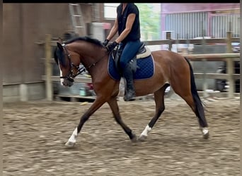Belgische Rijpony, Merrie, 3 Jaar, 136 cm, Bruin