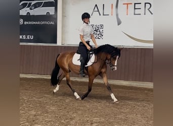 Belgische Rijpony, Merrie, 3 Jaar, 136 cm, Bruin