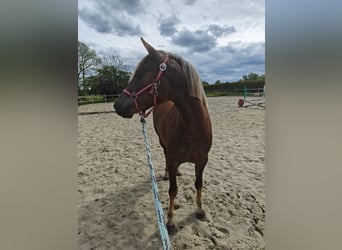 Belgische Rijpony, Merrie, 3 Jaar, 143 cm, Palomino