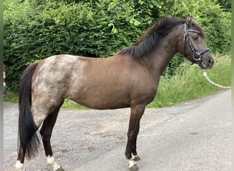 Belgische Rijpony, Merrie, 3 Jaar, 144 cm, Donkere-vos