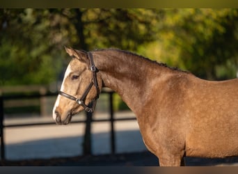 Belgische Rijpony, Merrie, 3 Jaar, 145 cm, Rood schimmel