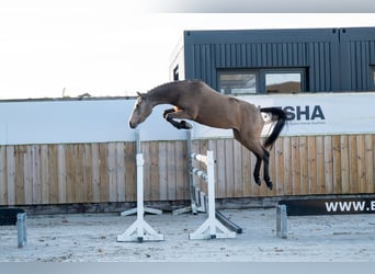 Belgische Rijpony, Merrie, 3 Jaar, 145 cm, Rood schimmel