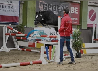 Belgische Rijpony, Merrie, 4 Jaar, 136 cm, Donkerbruin