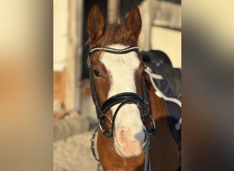 Belgische Rijpony, Merrie, 4 Jaar, 145 cm, Vos