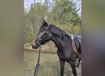 Belgische Rijpony Mix, Merrie, 4 Jaar, 147 cm, Bruin