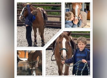 Belgische Rijpony, Merrie, 5 Jaar, 138 cm, Lichtbruin