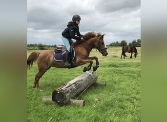 Belgische Rijpony, Merrie, 5 Jaar, 138 cm, Lichtbruin