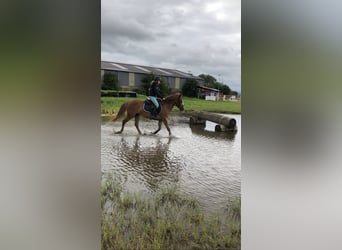 Belgische Rijpony, Merrie, 5 Jaar, 140 cm, Lichtbruin