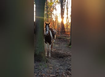 Belgische Rijpony, Merrie, 5 Jaar, 143 cm, Gevlekt-paard