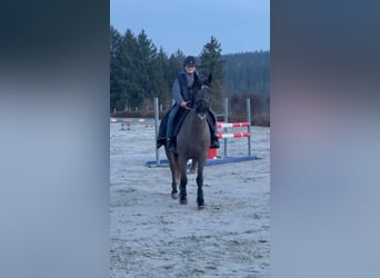 Belgische Rijpony, Merrie, 5 Jaar, 145 cm, Zwartschimmel