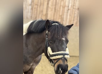 Belgische Rijpony Mix, Merrie, 6 Jaar, 118 cm, Gevlekt-paard