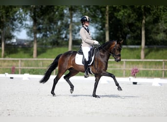 Belgische Rijpony, Merrie, 6 Jaar, 140 cm, Donkerbruin