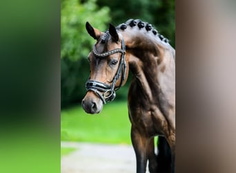 Belgische Rijpony, Merrie, 6 Jaar, 140 cm, Donkerbruin