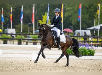 Belgische Rijpony, Merrie, 6 Jaar, 140 cm, Donkerbruin