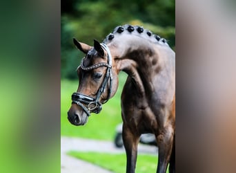 Belgische Rijpony, Merrie, 6 Jaar, 140 cm, Donkerbruin