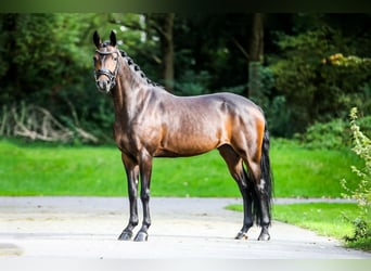 Belgische Rijpony, Merrie, 6 Jaar, 140 cm, Donkerbruin