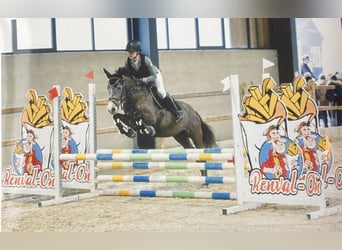 Belgische Rijpony, Merrie, 6 Jaar, 147 cm, Schimmel