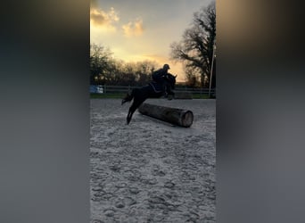 Belgische Rijpony, Merrie, 6 Jaar, 148 cm, Zwart