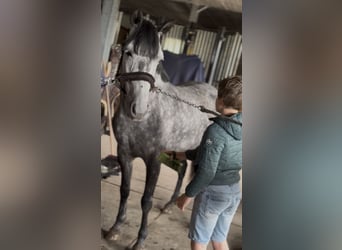 Belgische Rijpony, Merrie, 7 Jaar, 143 cm, Appelschimmel