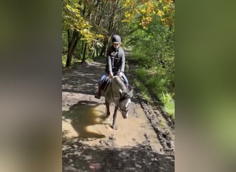 Belgische Rijpony, Merrie, 7 Jaar, 143 cm, Appelschimmel