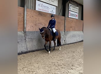 Belgische Rijpony, Merrie, 7 Jaar, 145 cm, Bruin