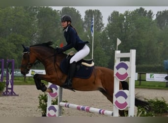 Belgische Rijpony, Merrie, 7 Jaar, 145 cm, Bruin