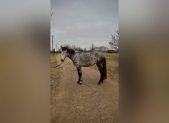 Belgische Rijpony Mix, Merrie, 7 Jaar, 146 cm, Schimmel