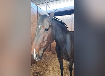 Belgische Rijpony, Merrie, 7 Jaar, 148 cm, Donkerbruin