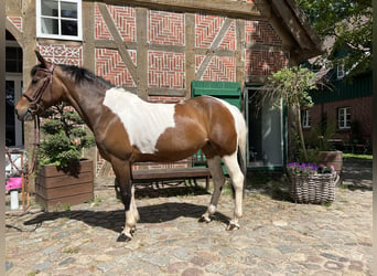 Belgische Rijpony, Merrie, 8 Jaar, 144 cm, Gevlekt-paard