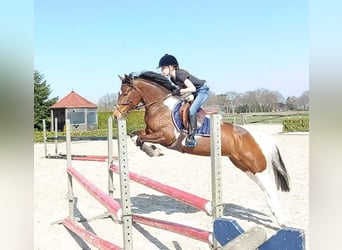 Belgische Rijpony, Merrie, 8 Jaar, 144 cm, Gevlekt-paard