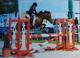 Belgische Rijpony, Merrie, 9 Jaar, 143 cm, Gevlekt-paard