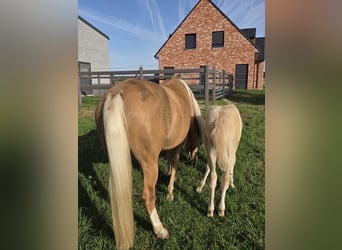 Belgische Rijpony, Merrie, Veulen (03/2026), 147 cm, Palomino