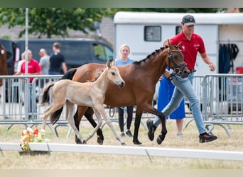 Belgische Rijpony, Merrie, Veulen (06/2025), Falbe