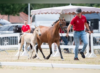 Belgische Rijpony, Merrie, Veulen (06/2025), Falbe