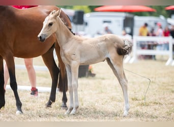 Belgische Rijpony, Merrie, Veulen (06/2025), Falbe