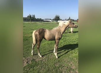 Belgische Rijpony, Merrie, veulen (01/2023), Palomino