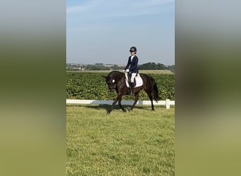 Belgische Rijpony, Ruin, 10 Jaar, 140 cm, Zwart