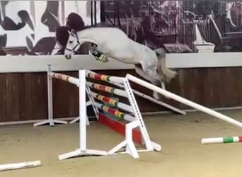 Belgische Rijpony, Ruin, 10 Jaar, 142 cm, Schimmel