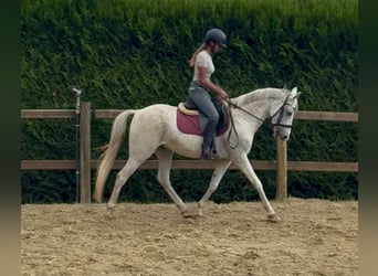 Belgische Rijpony, Ruin, 10 Jaar, 142 cm, Schimmel