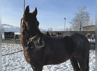 Belgische Rijpony, Ruin, 10 Jaar, 149 cm, Brown Falb schimmel