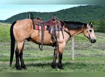 Belgische Rijpony, Ruin, 10 Jaar, 150 cm, Buckskin