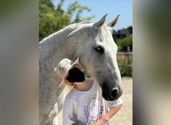 Belgische Rijpony, Ruin, 11 Jaar, 148 cm, Schimmel